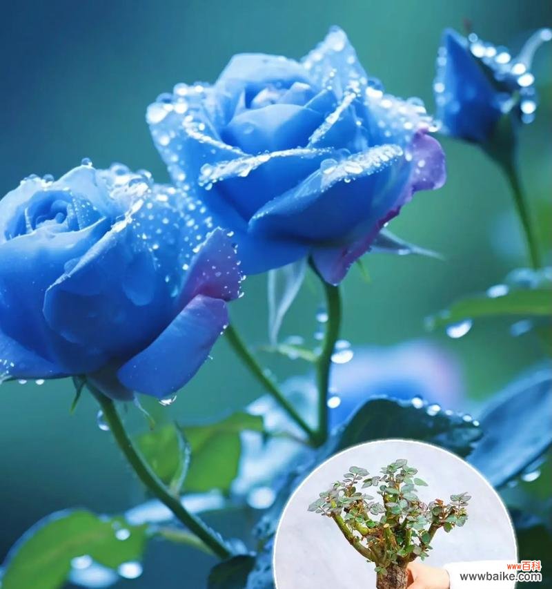 花语大蓝色是什么意思?如何选择寓意好的蓝色花?