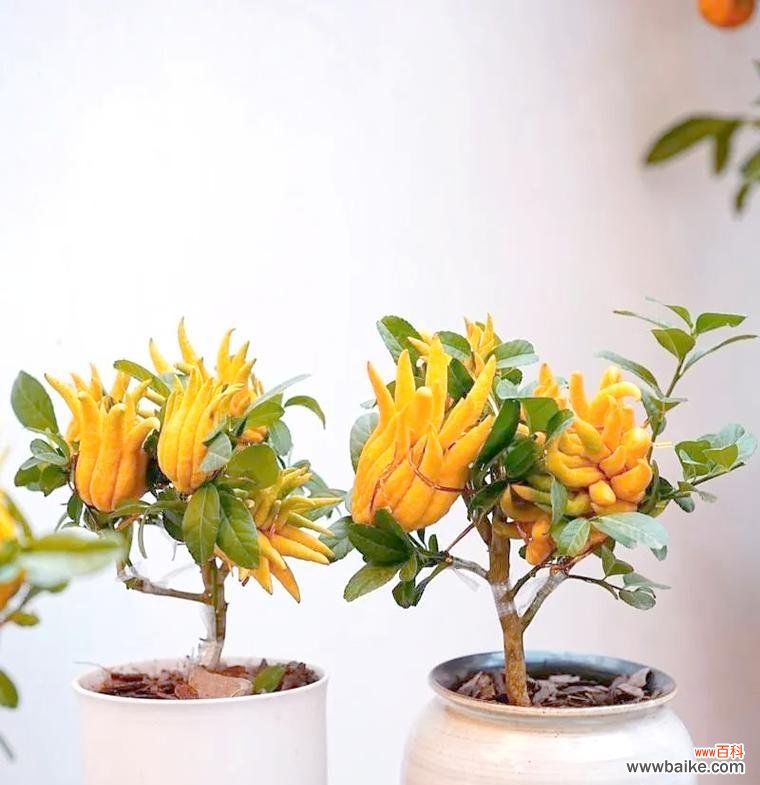 哪种花象征健康和聪明?