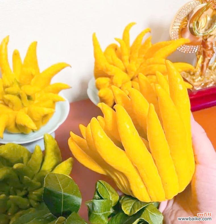 哪种花象征健康和聪明?