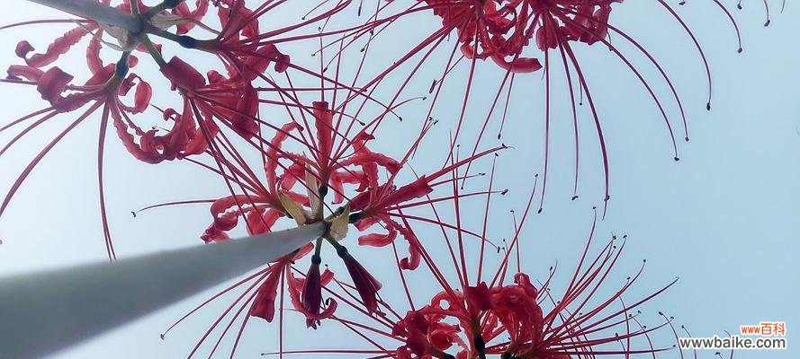 美丽而短暂的生命之花-彼岸花的传奇 彼岸花的花语及象征意义