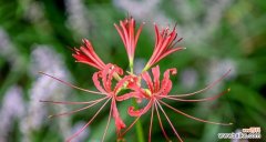 美丽而短暂的生命之花-彼岸花的传奇 彼岸花的花语及象征意义