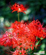 探寻彼岸花的含义及其生命力 彼岸花