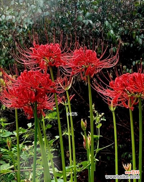 彼岸花之美 彼岸花的寓意与象征