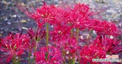 彼岸花之美 彼岸花的寓意与象征