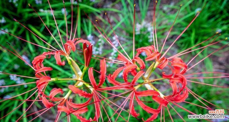 穿越时光的红色使者——彼岸花 彼岸花的寓意与生命之美