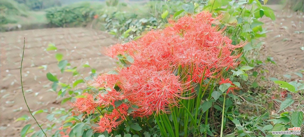 探寻彼岸花的生命力与美丽 彼岸花的寓意与意义