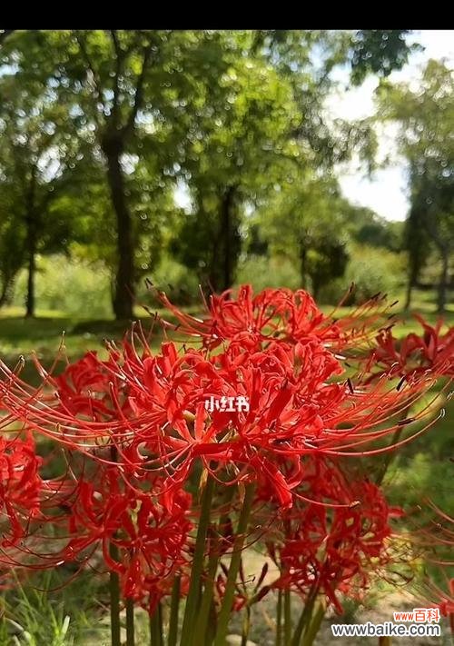 探寻彼岸花的生命力与美丽 彼岸花的寓意与意义