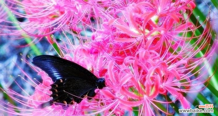 追逐彼岸的花海,寻找内心的归宿 彼岸花