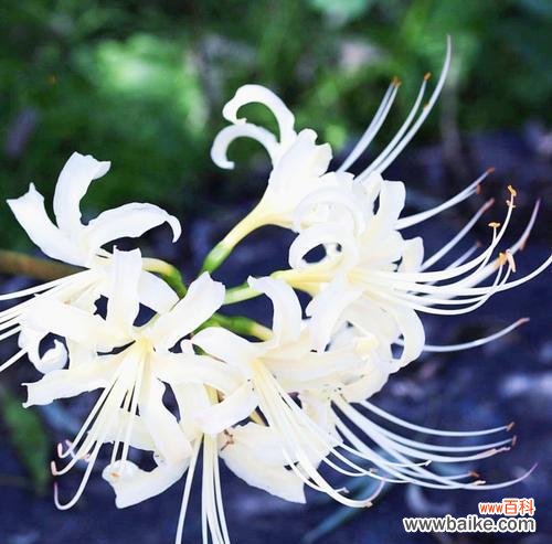 追逐彼岸的花海,寻找内心的归宿 彼岸花