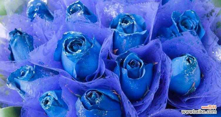 寒冷中的温暖，让冰蓝玫瑰述说希望 冰蓝色玫瑰的花语