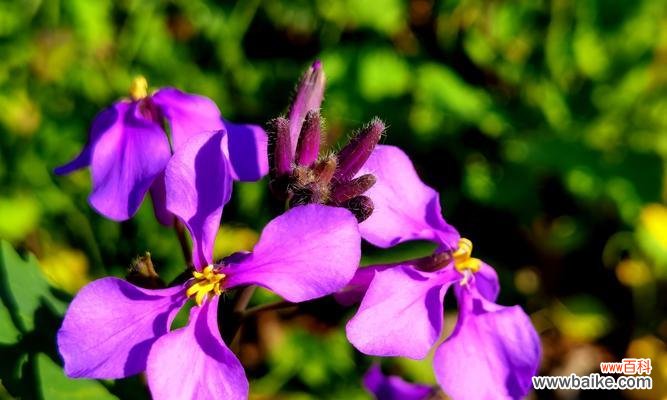 探寻碧玉兰的花语及文化背景,了解其象征的意义与特点 碧玉兰