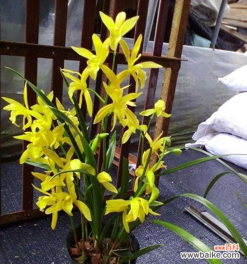 探寻碧玉兰的花语及文化背景,了解其象征的意义与特点 碧玉兰