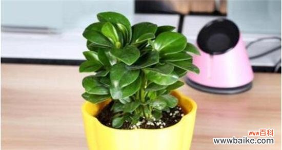 揭示碧玉花的吉祥之道，打造宜居家居环境 碧玉花的风水寓意与运用