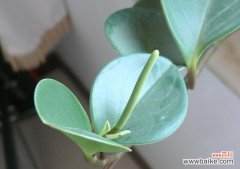 揭示碧玉花的吉祥之道，打造宜居家居环境 碧玉花的风水寓意与运用