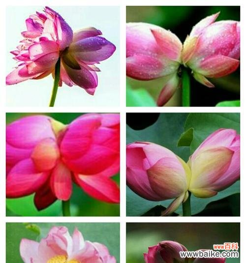 传递着美好祝福的双生花——并蒂莲花的花语 并蒂莲花