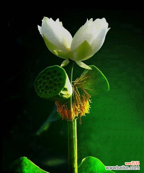 传递着美好祝福的双生花——并蒂莲花的花语 并蒂莲花