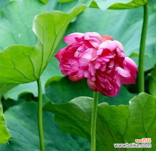 揭开并蒂莲花的隐秘面纱 并蒂莲的象征意义与寓意