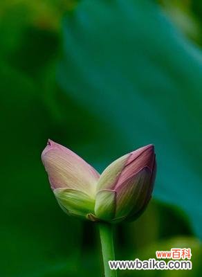 揭开并蒂莲花的隐秘面纱 并蒂莲的象征意义与寓意