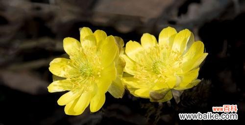 解析冰凌花的象征意义与生长环境 冰凌花的寓意及其美丽花朵的形态