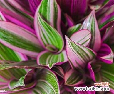 追溯花之谜 花语之谜