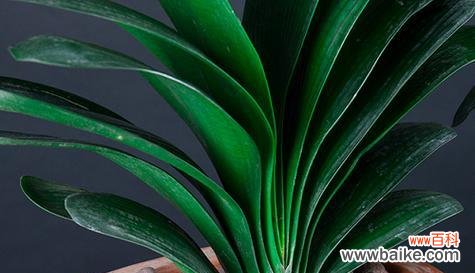 探索友情之美 友情之花