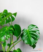 探索友谊中美丽而深刻的象征意义 友谊之花