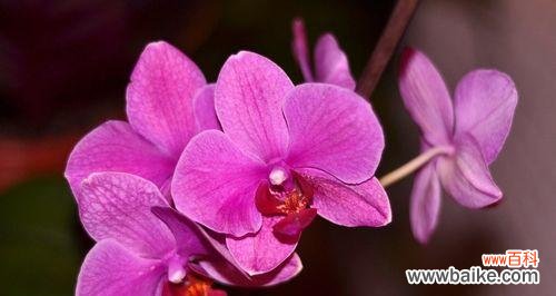 魅惑花海中的欲望旋律 花语探秘