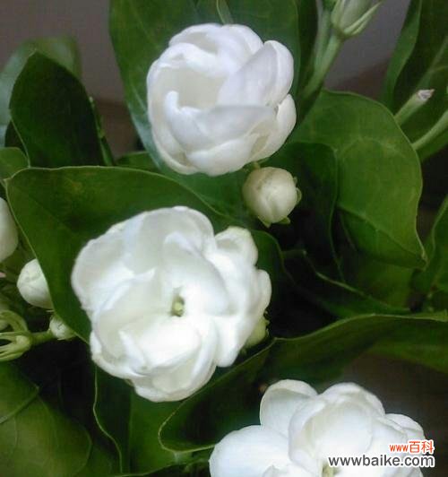 希望与坚持在花开之时绽放 用花开代表早日康复的奇迹