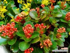 揭开长寿植物的秘密 长寿植物的奇迹