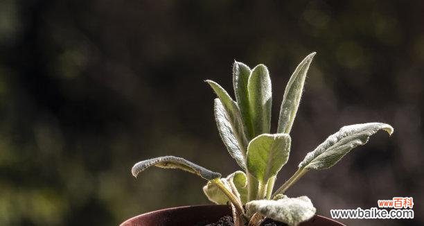 绽放于忠诚的花海中的植物之美 忠诚之花