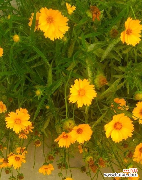 用花朵点亮人生之路 以花为主题传递正能量