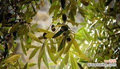 揭开植物世界中的智慧奥秘 代表智慧的植物