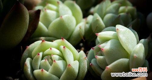 探索自然中的自由精神 自由之花