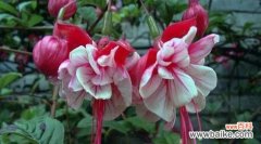 揭开风水寓意与摆放位置的奥秘 探秘倒挂金钟的神秘力量