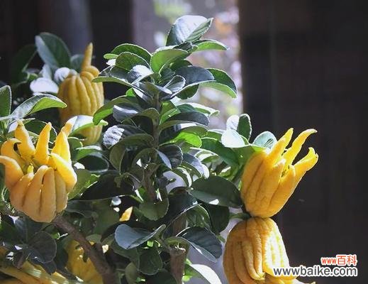 平安花的寓意究竟是什么?