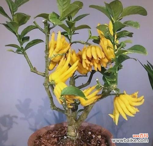 平安花的寓意究竟是什么?