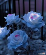 蓝色玫瑰花代表什么？蓝色玫瑰的花语有哪些含义？