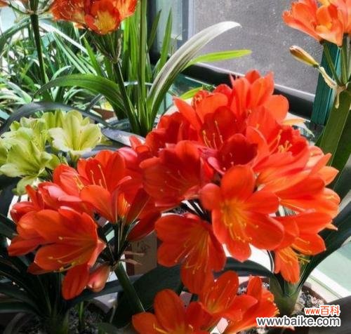 中秋节送什么花有特别含义？如何选择寓意吉祥的花卉？