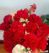 哪种花象征平安？寓意平安的花卉有哪些特点？