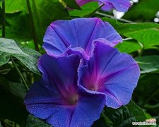 紫红色花象征好运吗？紫红色花的寓意是什么？