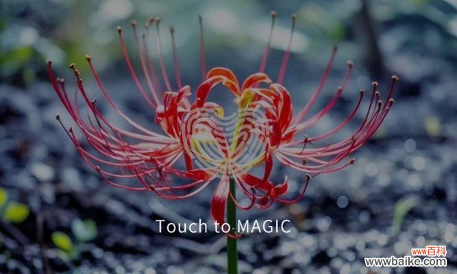 哪种花象征平安顺遂？它的花语是什么？