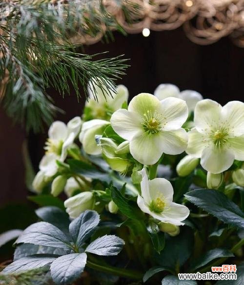 哪种花象征平安顺遂？它的花语是什么？