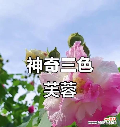 一花三色的寓意是什么?一花三色代表什么?