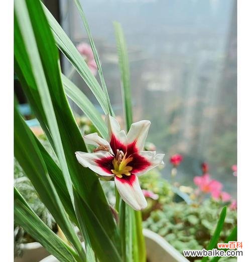 一花三色的寓意是什么?一花三色代表什么?