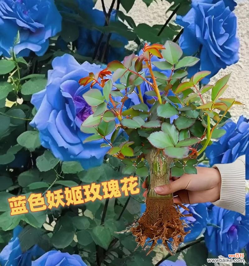 脸色妖姬花语代表什么？如何正确理解？