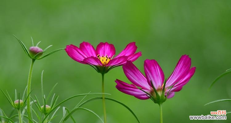 揭秘波斯菊的花语与神话 波斯菊