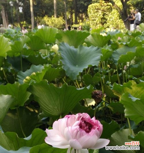 美好的生命和不屈的意志交织成一朵花 并蒂莲花