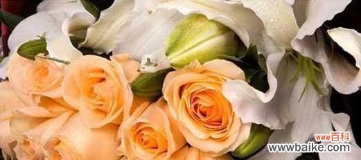 揭秘花海中的情感密码，感受玫瑰的浪漫力量 玫瑰花语