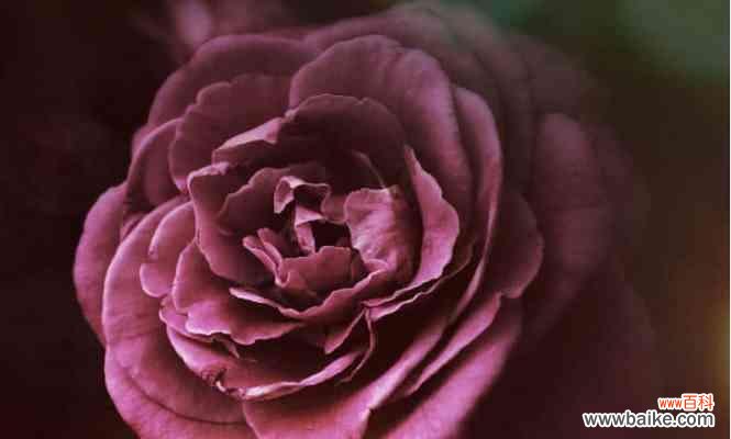 揭秘花海中的情感密码，感受玫瑰的浪漫力量 玫瑰花语