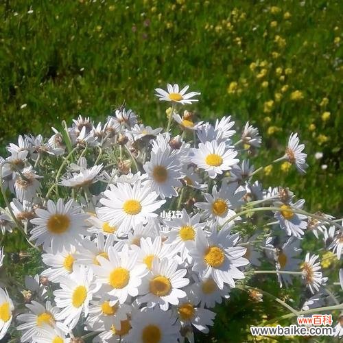 探索雏菊的神秘世界,绽放花朵的语言 花色与寓意